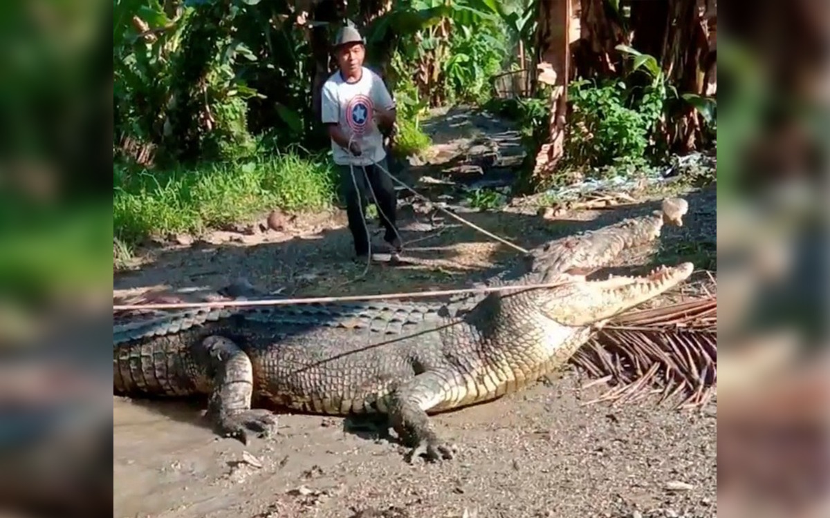 Con solo una cuerda, un hombre en Indonesia captura un cocodrilo de más de  4 metros | Video | Aristegui Noticias