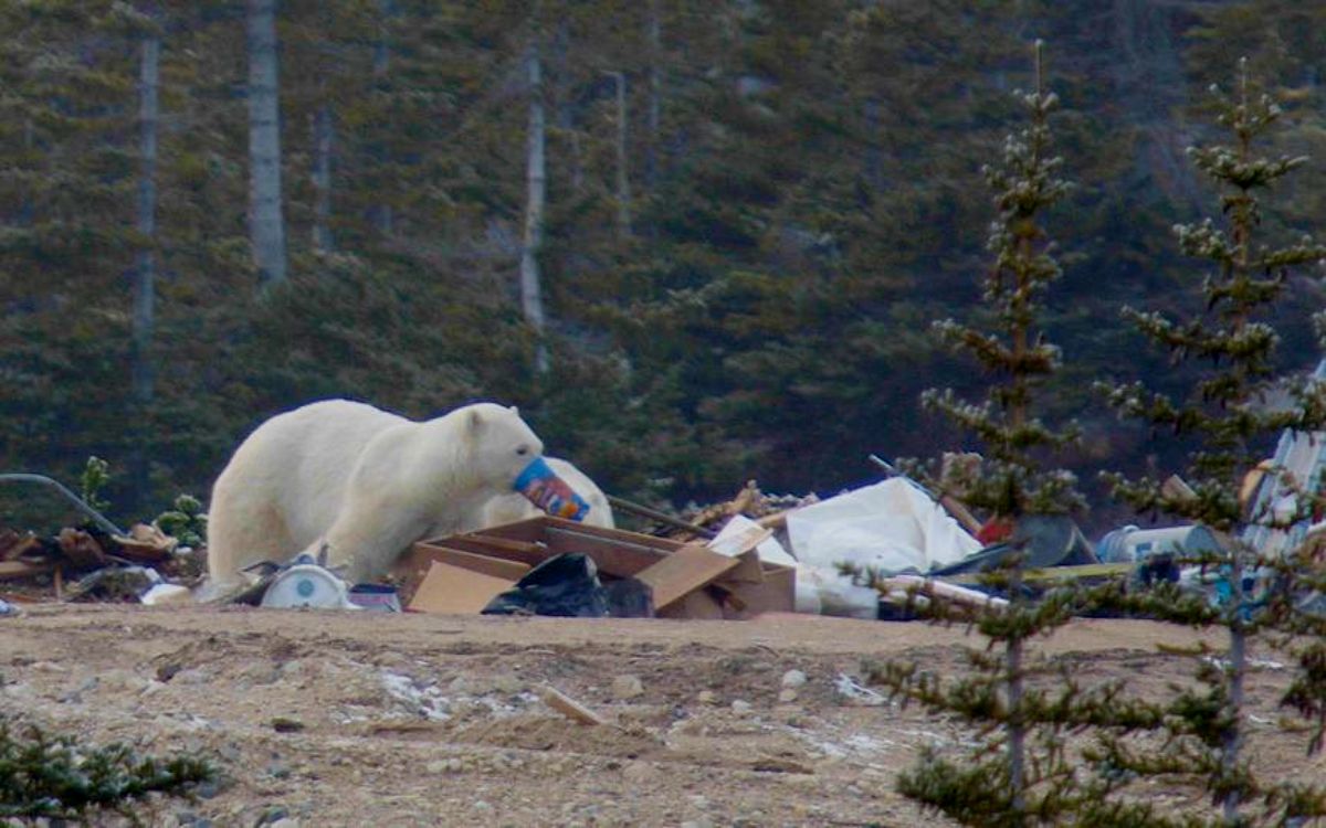 Osos polares hambrientos hurgan en la basura ante pérdida de su hábitat, Fotos