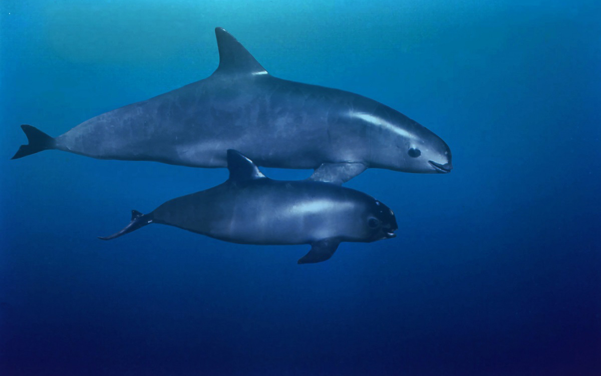 Baja California iniciará proyecto para proteger a la vaquita marina | Video Baja California iniciará proyecto para proteger a la vaquita marina | Video