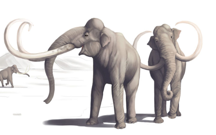 Fósiles de mamut hallados en Nuevo México sugieren que los humanos llegaron a América del Norte antes de lo que creemos Fósiles de mamut hallados en Nuevo México sugieren que los humanos llegaron a América del Norte antes de lo que creemos