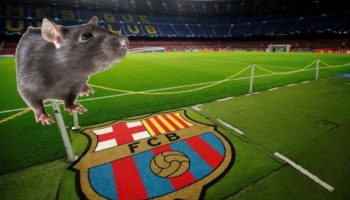 Ratas se pasean por palco del Camp Nou, el estadio del Barsa | Video