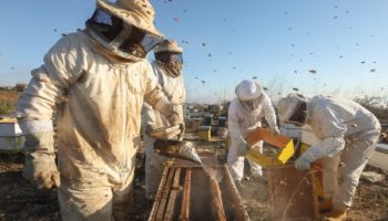 Mueren millones de abejas en Colima tras uso de insecticida Finopril