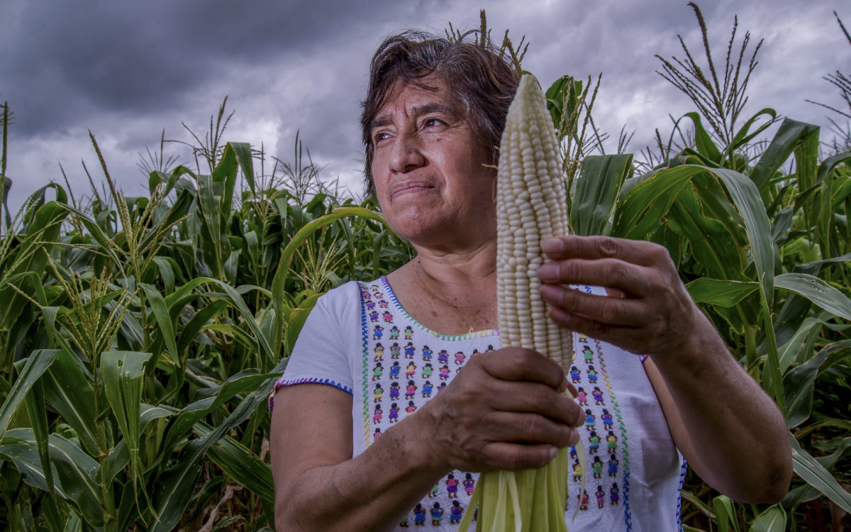 ¿Cuál es la importancia de tener un censo agropecuario? Graciela Márquez, titular del INEGI, lo explica | Video ¿Cuál es la importancia de tener un censo agropecuario? Graciela Márquez, titular del INEGI, lo explica | Video