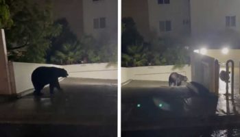 Captan a un oso negro paseando por las calles de Monterrey tras las intensas lluvias | Video