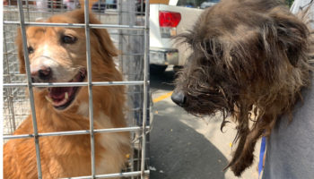 Rescatan más de 50 perros hacinados en CDMX