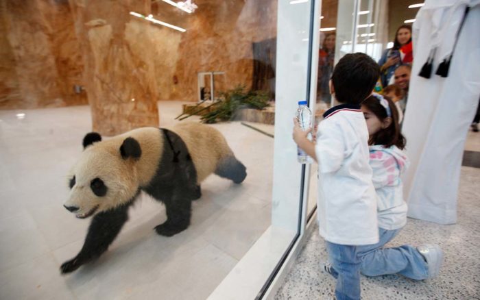 los pandas solo viven en china