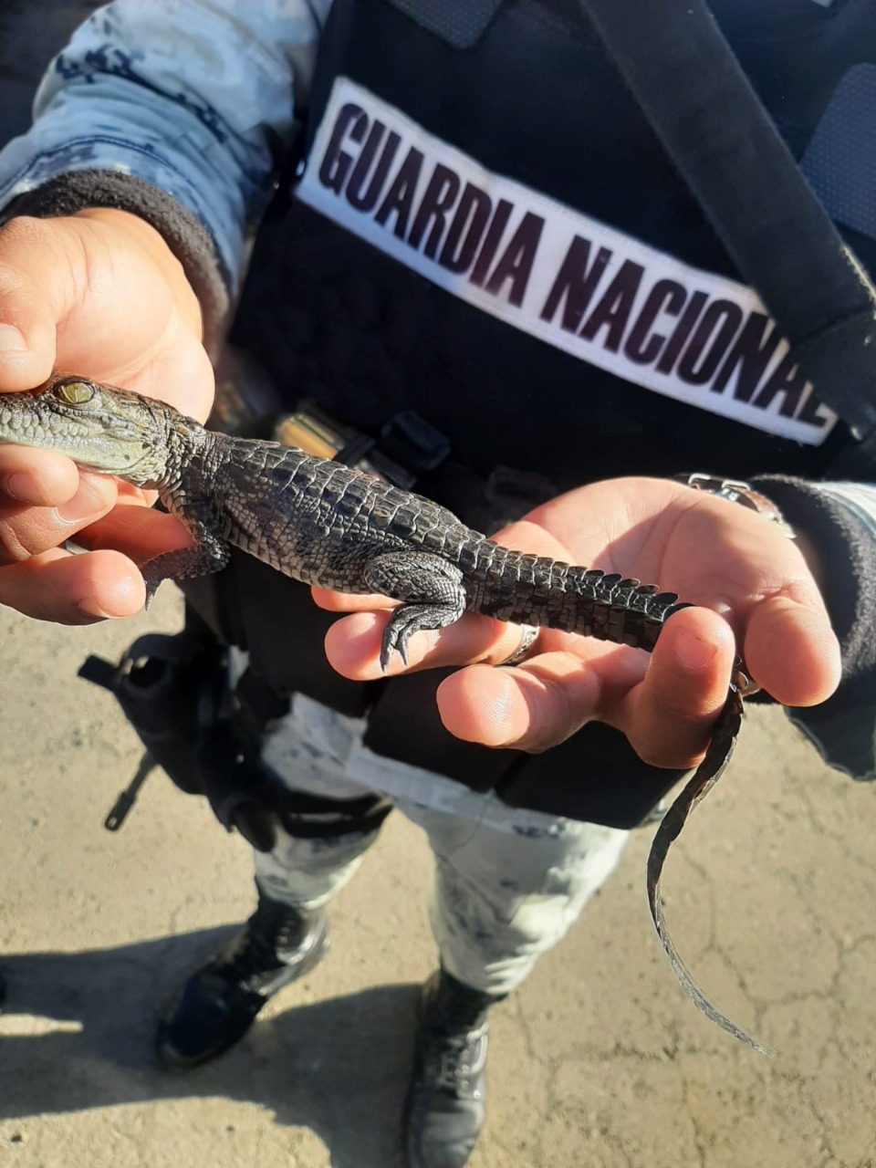 GN rescata cría de cocodrilo que había sido enviada por paquetería |  Aristegui Noticias