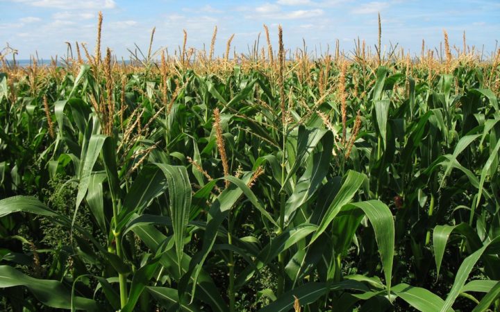 Agricultores mexicanos advierten "catástrofe alimentaria" por aranceles de EU Agricultores mexicanos advierten "catástrofe alimentaria" por aranceles de EU