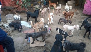 Publican las fotos de 100 perros rescatados en Tlalpan para regresarlos a sus dueños