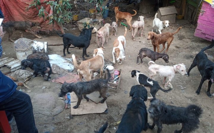 Publican las fotos de 100 perros rescatados en Tlalpan para regresarlos a sus dueños Publican las fotos de 100 perros rescatados en Tlalpan para regresarlos a sus dueños