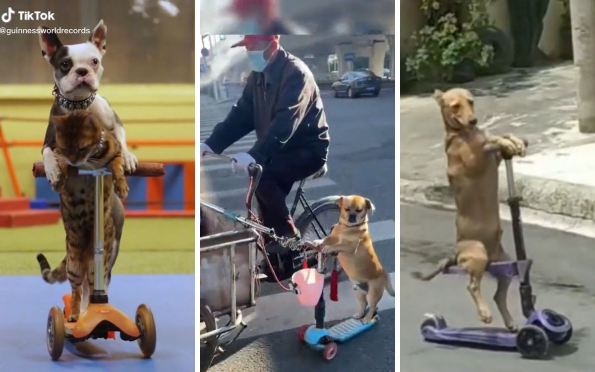 Perritos en scooter, la nueva sensación de internet y los récords Guiness Perritos en scooter, la nueva sensación de internet y los récords Guiness