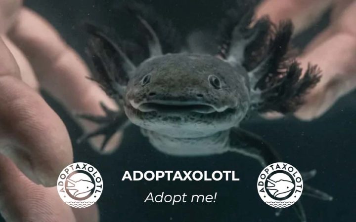 ¿Quieres adoptar un ajolote de manera virtual? La UNAM lanza el programa para hacerlo ¡Checa los detalles aquí! ¿Quieres adoptar un ajolote de manera virtual? La UNAM lanza el programa para hacerlo ¡Checa los detalles aquí!