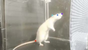 Movimiento de ratas apunta que el baile no es cosa solo de humanos | Video