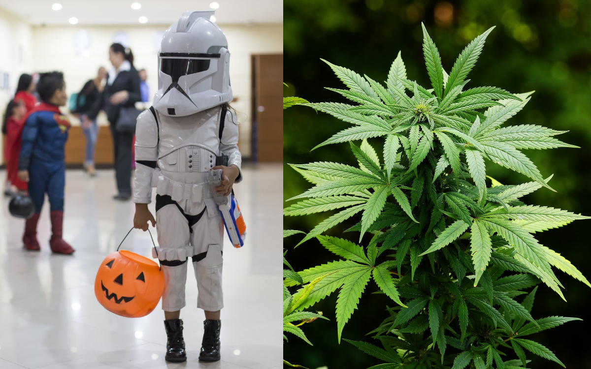¿Dulce o mota? Regalan dulces con mariguana a niños en Halloween y los detienen | Fotos