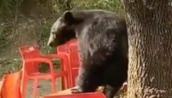 Captan a oso 'bailando' en cafetería de la UANL | Video
