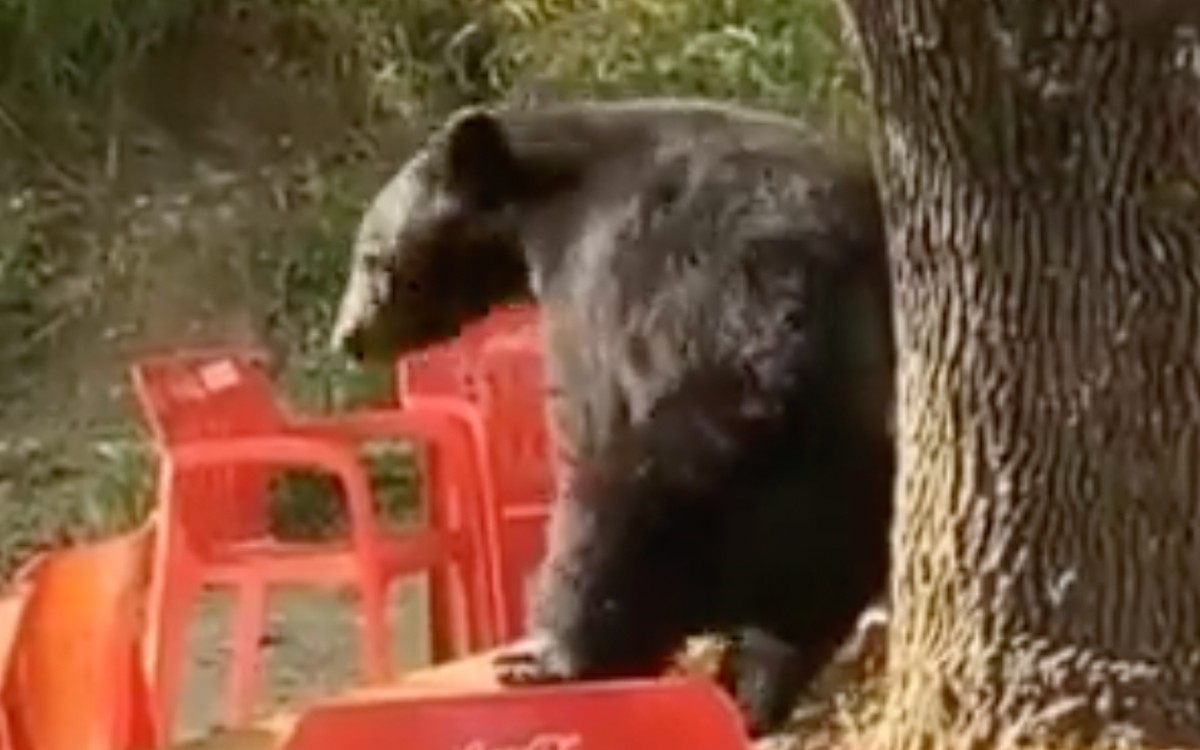 Captan a oso 'bailando' en cafetería de la UANL | Video Captan a oso 'bailando' en cafetería de la UANL | Video