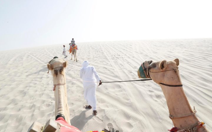 Qatar 2022 | Conoces los animales ancestrales y dónde encontrarlos