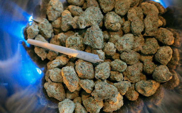 México desperdicia mercado de marihuana a 2 años del fallo de la Corte México desperdicia mercado de marihuana a 2 años del fallo de la Corte