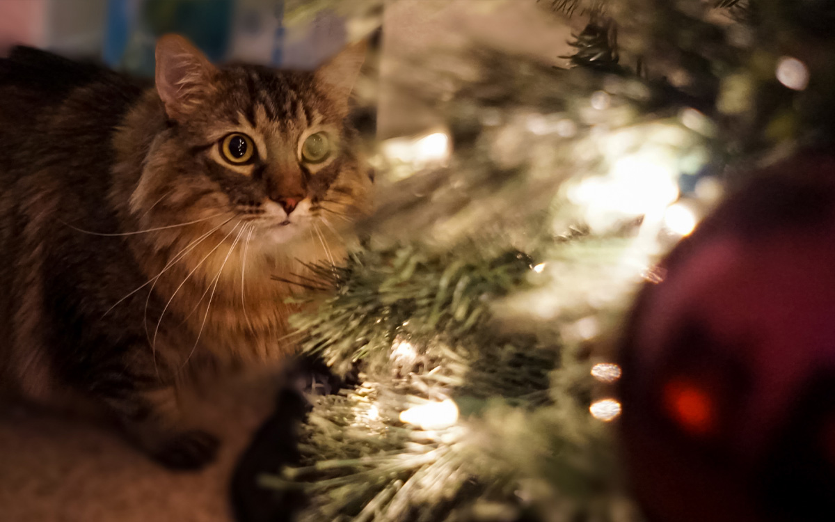 Gatos Contra árboles De Navidad En Niñonautas Con Kirén Miret Video Aristegui Noticias 5901