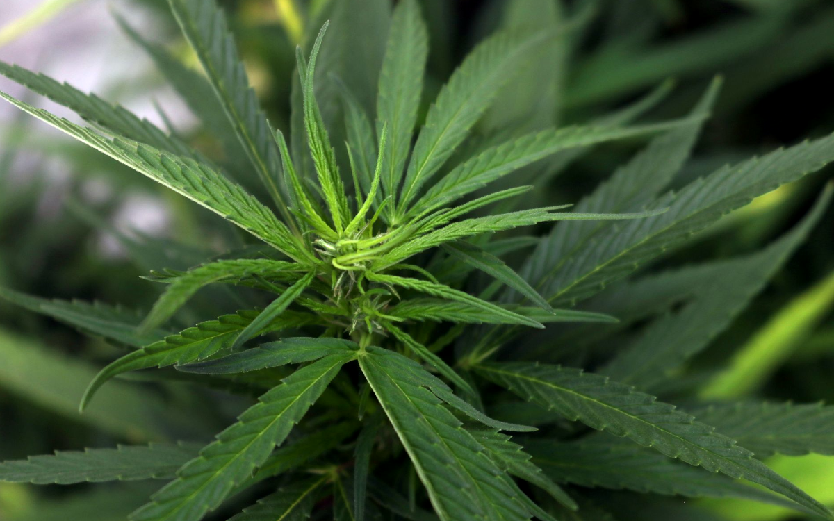 Ten keys to the UN World Drug Report 2024