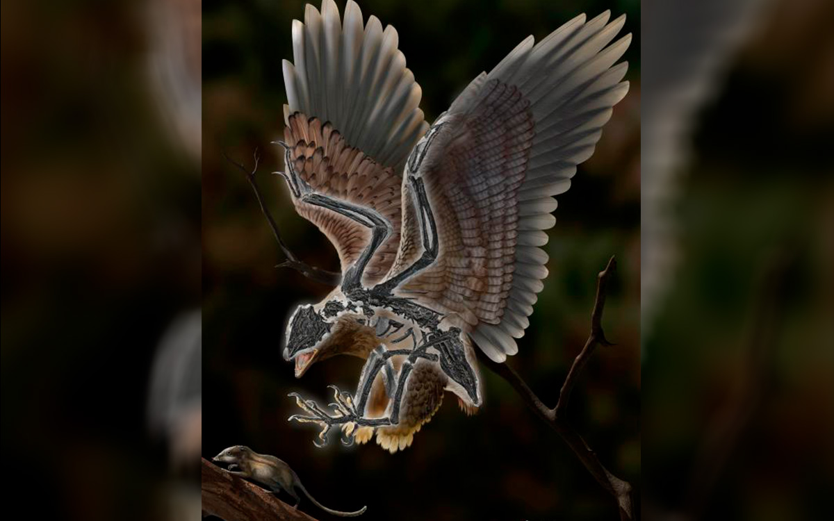 In China, they found a strange bird with a skull almost like that of a Tyrannosaurus Rex