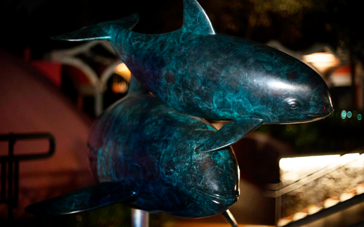 Semar y Sea Sheperd lanzan nuevo operativo para proteger a la vaquita marina Semar y Sea Sheperd lanzan nuevo operativo para proteger a la vaquita marina