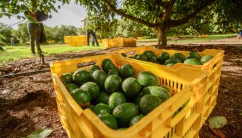 El negocio del aguacate está a punto de capitular ante la extorsión: ANPEC