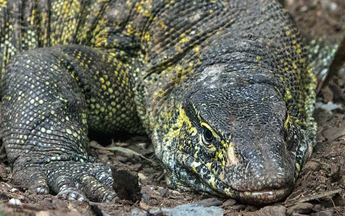 Varano del Nilo' rescatado en Xochimilco podrá visitarse en el Zoológico de  Chapultepec | Aristegui Noticias