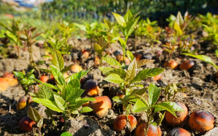 Castigo al aguacate de Michoacán: impacto a millones de toneladas