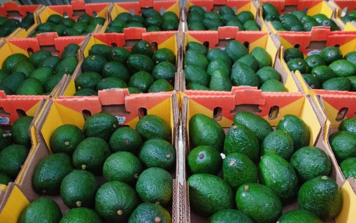 Castigo al aguacate de Michoacán: impacto a millones de toneladas