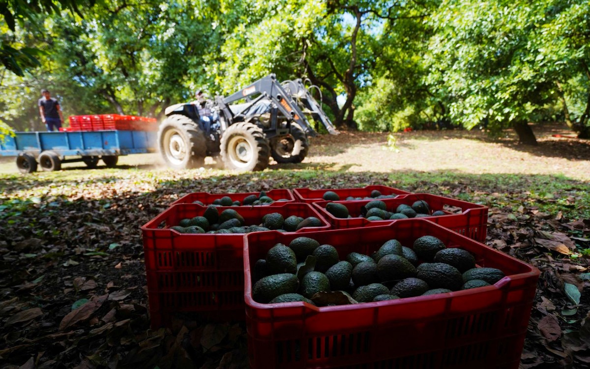 Autoridades estatales e IP detonarán al sector aguacatero de Michoacán