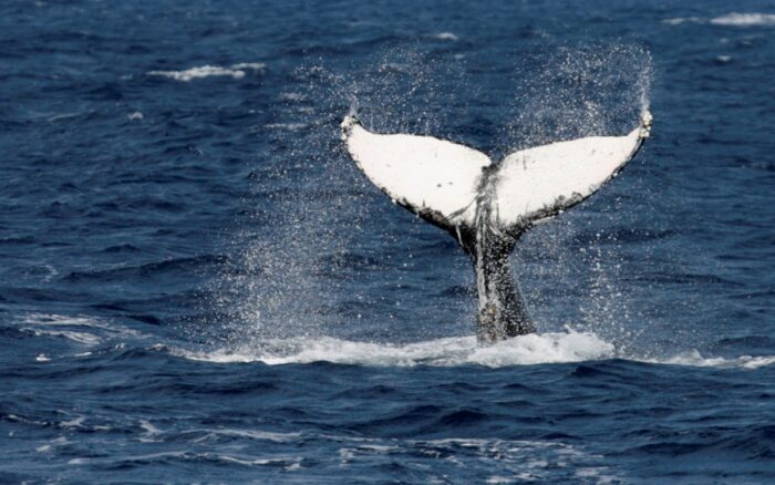 Ballena jorobada