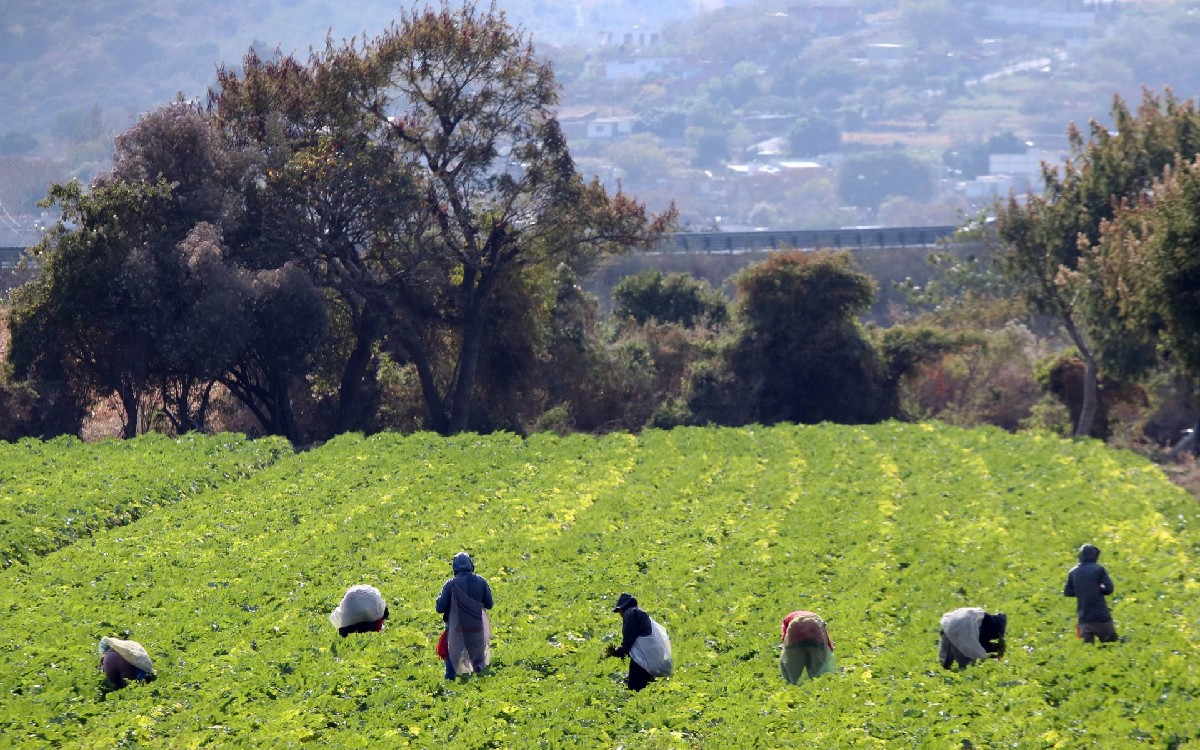 Mexico plans to send more than 26,000 day laborers to Canada