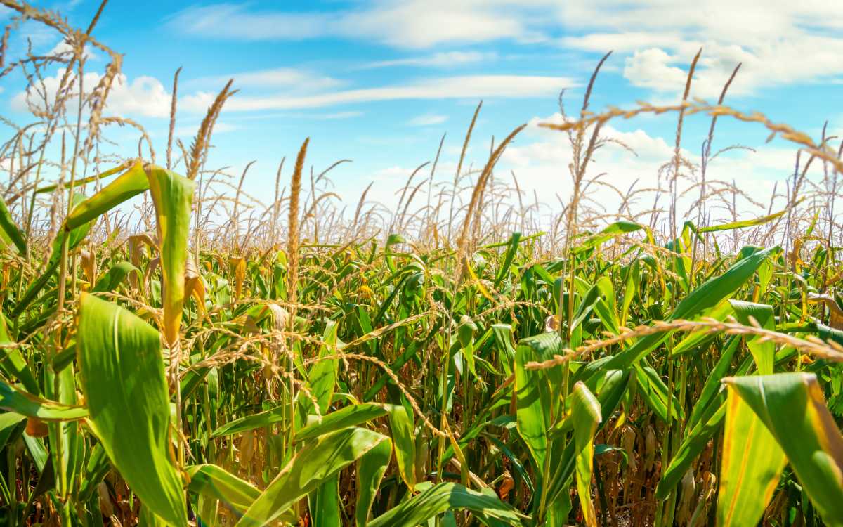 The US claim to the corn is political, not commercial: economics
