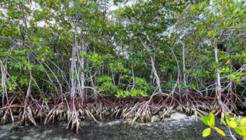 WWF y Google apoyarán a la conservación de manglares con inteligencia artificial en Nayarit y Yucatán