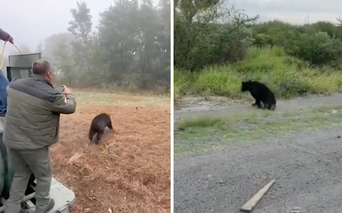 Regresan a su hábitat a oso que fue atropellado en NL | Aristegui Noticias