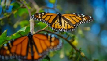 Hacen llamado a proteger las mariposas monarcas: WWF | Video