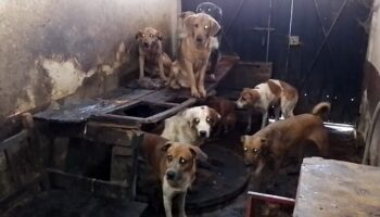Edomex: Rescatan a 390 animales y detienen a 46 personas por maltrato animal el último año
