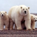 Osos polares en Alaska