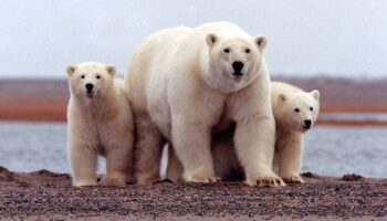 Osos polares corren el riesgo de morir de hambre si el verano ártico se alarga