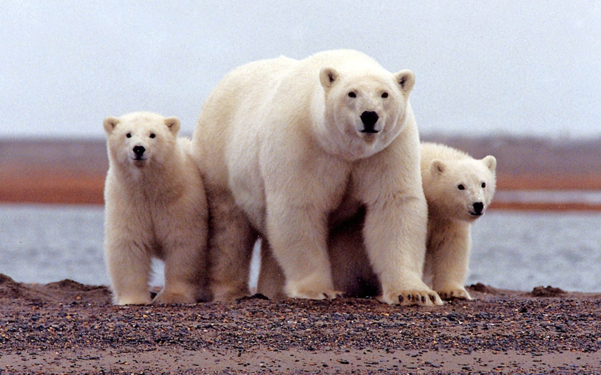 Biden approves Alaska oil project;  causes controversy