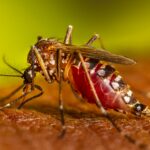 Aedes aegypti