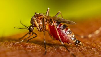 33 muertes por chikunguña y 11 mil 650 casos nuevos: Paraguay