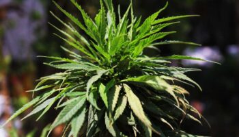 Cofepris apelará permiso para cannabis industrial en México