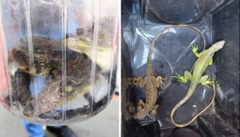 Edomex: Cae pareja por vender ilegalmente desde ajolotes hasta cocodrilos en tianguis