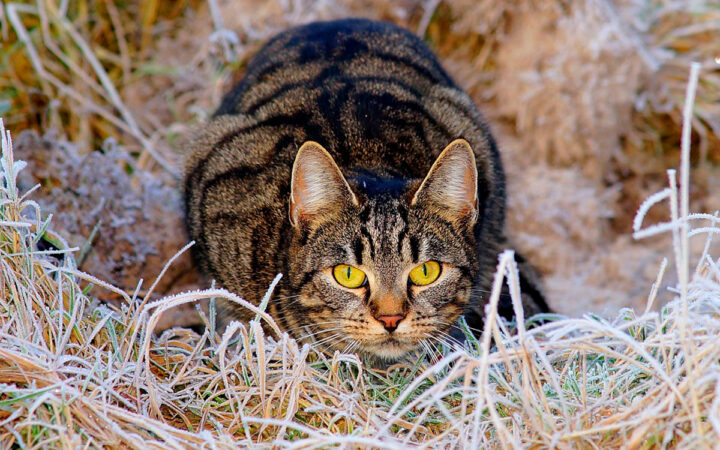 La nariz de los gatos funciona como un equipo de análisis químico