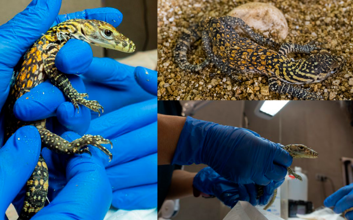 Nacen cinco crías de dragón de Komodo por incubación