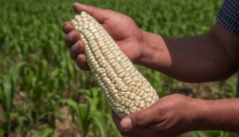 EU se niega a colaborar con México en estudio sobre maíz transgénico: Reuters