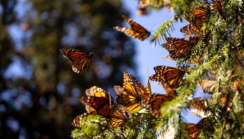 La superficie ocupada por la mariposa monarca en México se redujo 22%: WWF