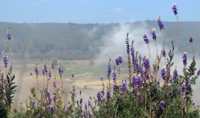 ¿Las plantas hablan? Estudio detecta que plantas estresadas emiten ...